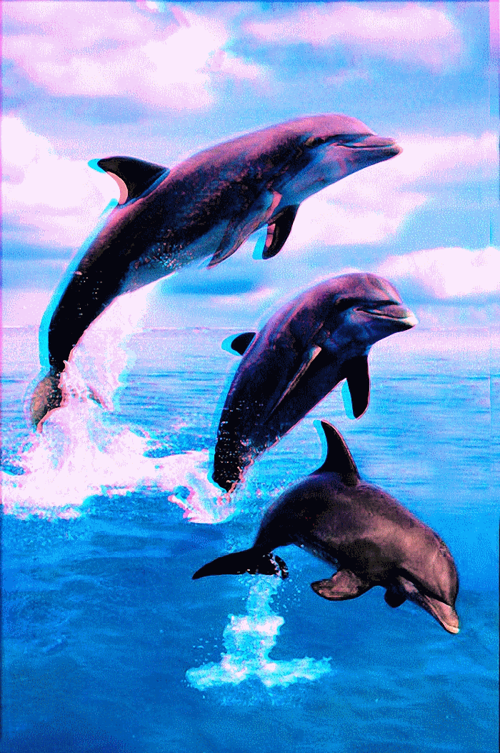 dolphin